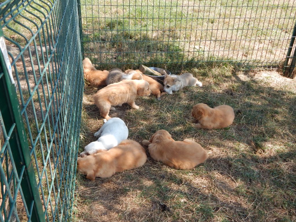 D'Aspe & D'Ossau - Golden Retriever - Portée née le 01/07/2025