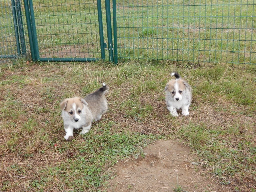 Chiot Welsh Corgi Pembroke D'Aspe & D'Ossau