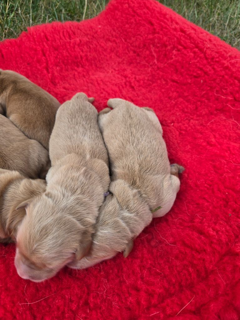 D'Aspe & D'Ossau - Chiots disponibles - Golden Retriever