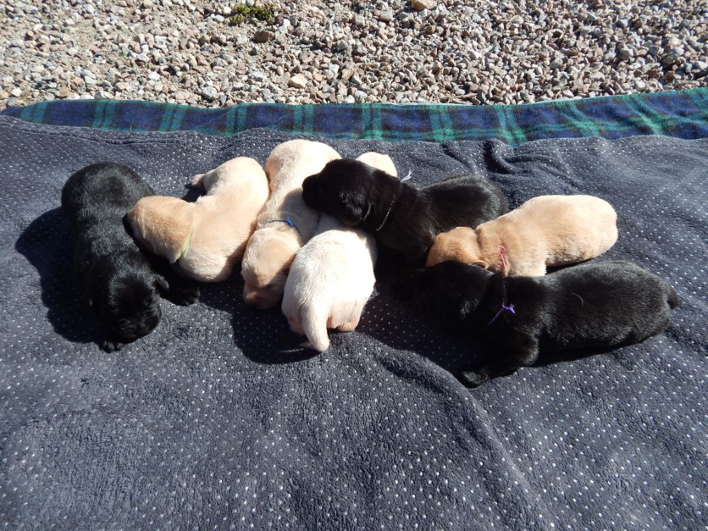 Chiot Labrador Retriever D'Aspe & D'Ossau