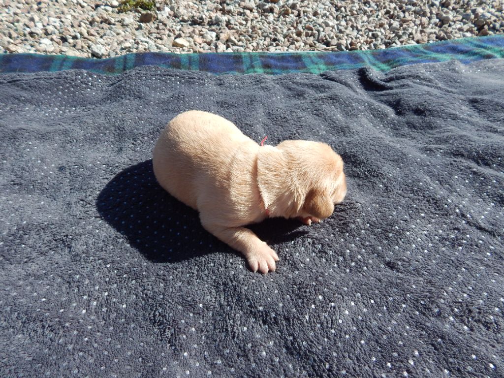 D'Aspe & D'Ossau - Chiots disponibles - Labrador Retriever