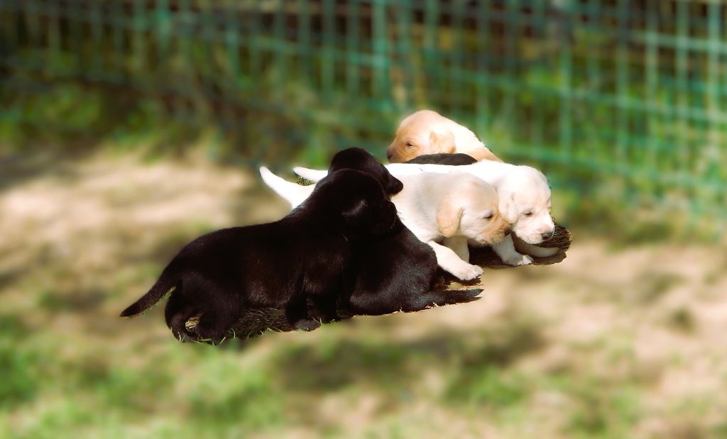 D'Aspe & D'Ossau - Labrador Retriever - Portée née le 08/09/2025