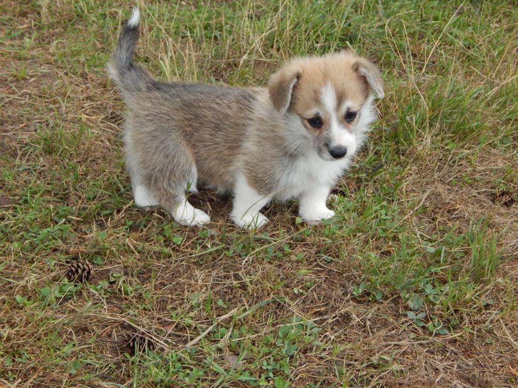 D'Aspe & D'Ossau - Chiots disponibles - Welsh Corgi Pembroke
