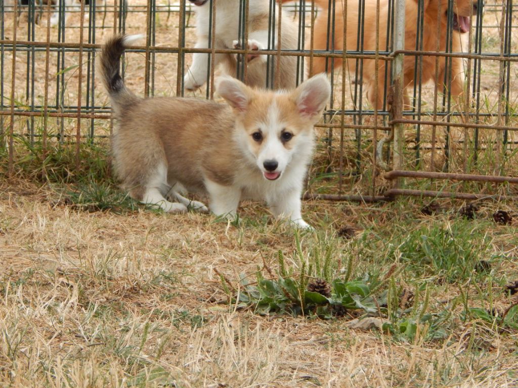 D'Aspe & D'Ossau - Chiots disponibles - Welsh Corgi Pembroke